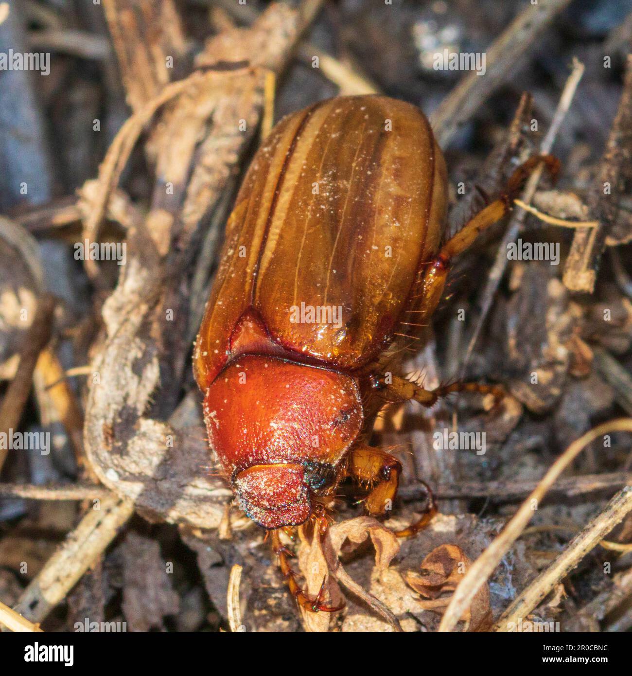 Amphimallon majale, Beetle Chafer européen Banque D'Images