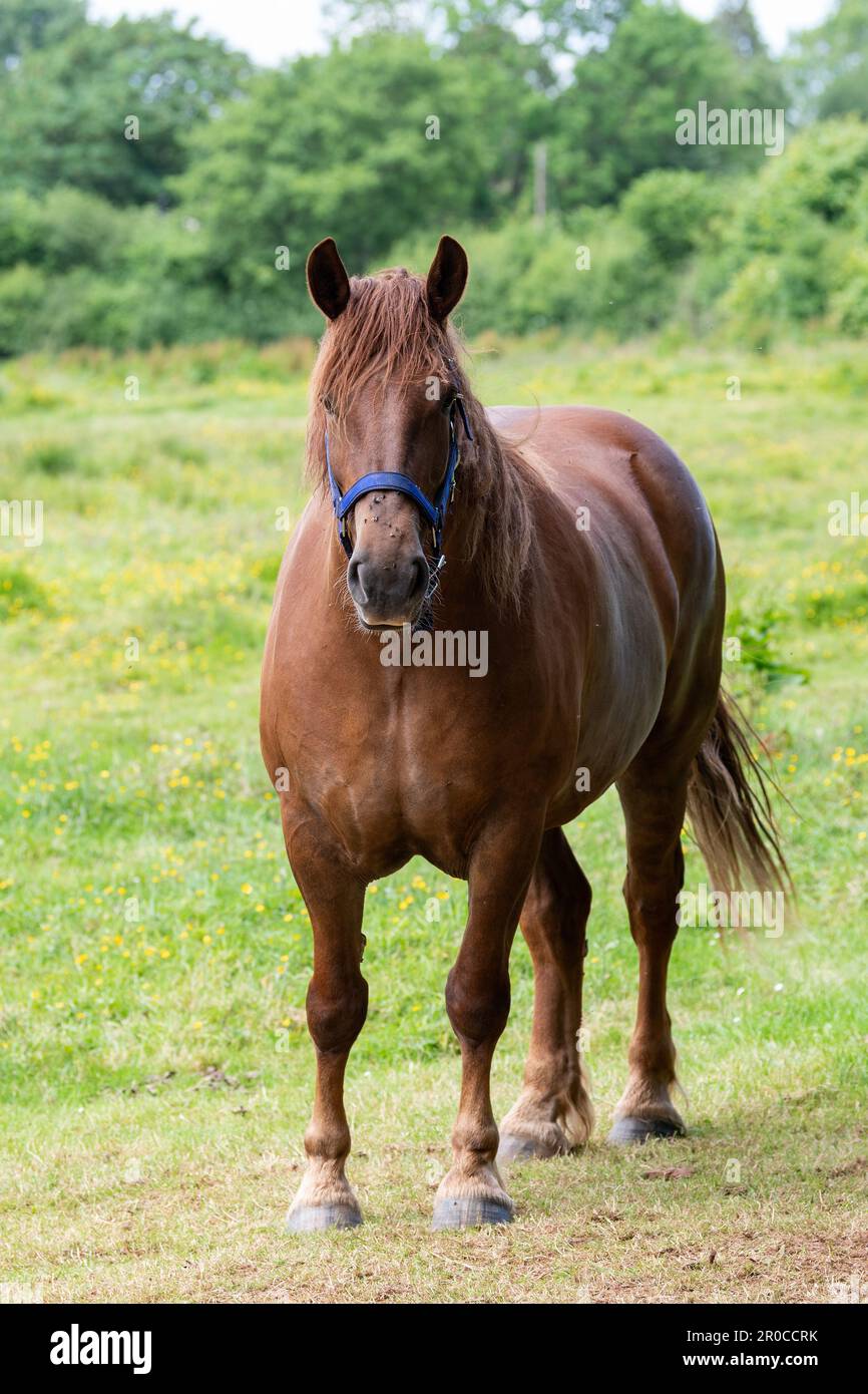 Un cheval de chasse au Suffolk Punch, une race rare de cheval de travail. Somerset, Royaume-Uni. Banque D'Images Un cheval de chasse au Suffolk Punch, une race rare de cheval de travail. Somerset, Royaume-Uni. Banque D'Images
