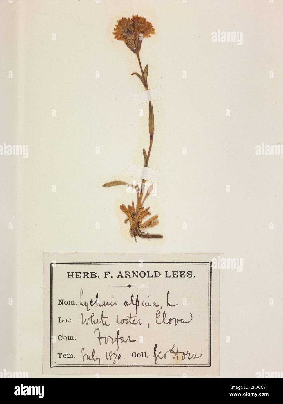 Feuille d'herbier de la mouche alpine (Lychnis alpina), 1870.. Exposition Changing Planet, ThinkTank 2021 Banque D'Images