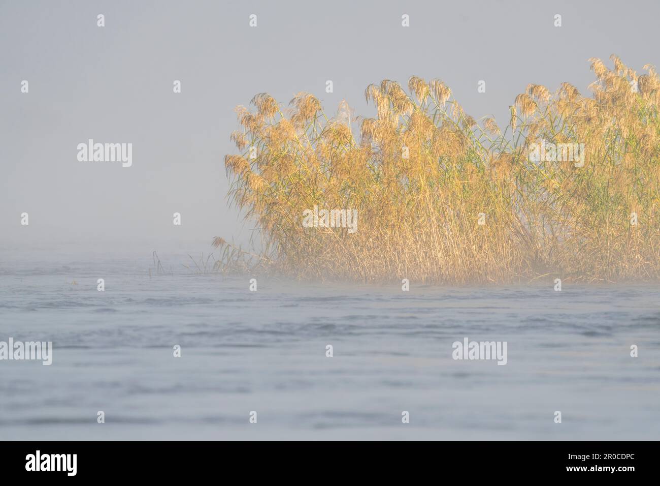 Brume s'élevant au-dessus de la surface de l'eau de la rivière Zambèze. Les plantes papyrus se trouvent dans l'eau. Rivière Zambèze, chutes Victoria, Zimbabwe Banque D'Images