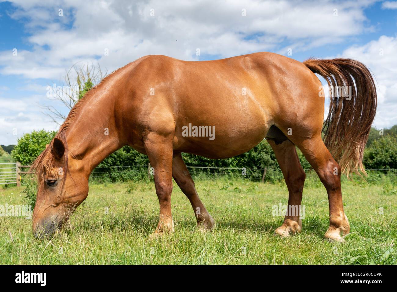 Un cheval de chasse au Suffolk Punch, une race rare de cheval de travail. Somerset, Royaume-Uni. Banque D'Images Un cheval de chasse au Suffolk Punch, une race rare de cheval de travail. Somerset, Royaume-Uni. Banque D'Images