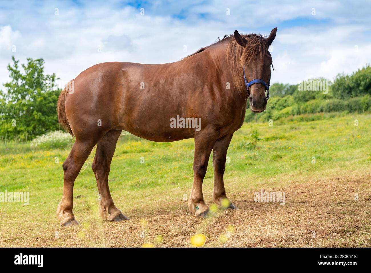 Un cheval de chasse au Suffolk Punch, une race rare de cheval de travail. Somerset, Royaume-Uni. Banque D'Images Un cheval de chasse au Suffolk Punch, une race rare de cheval de travail. Somerset, Royaume-Uni. Banque D'Images
