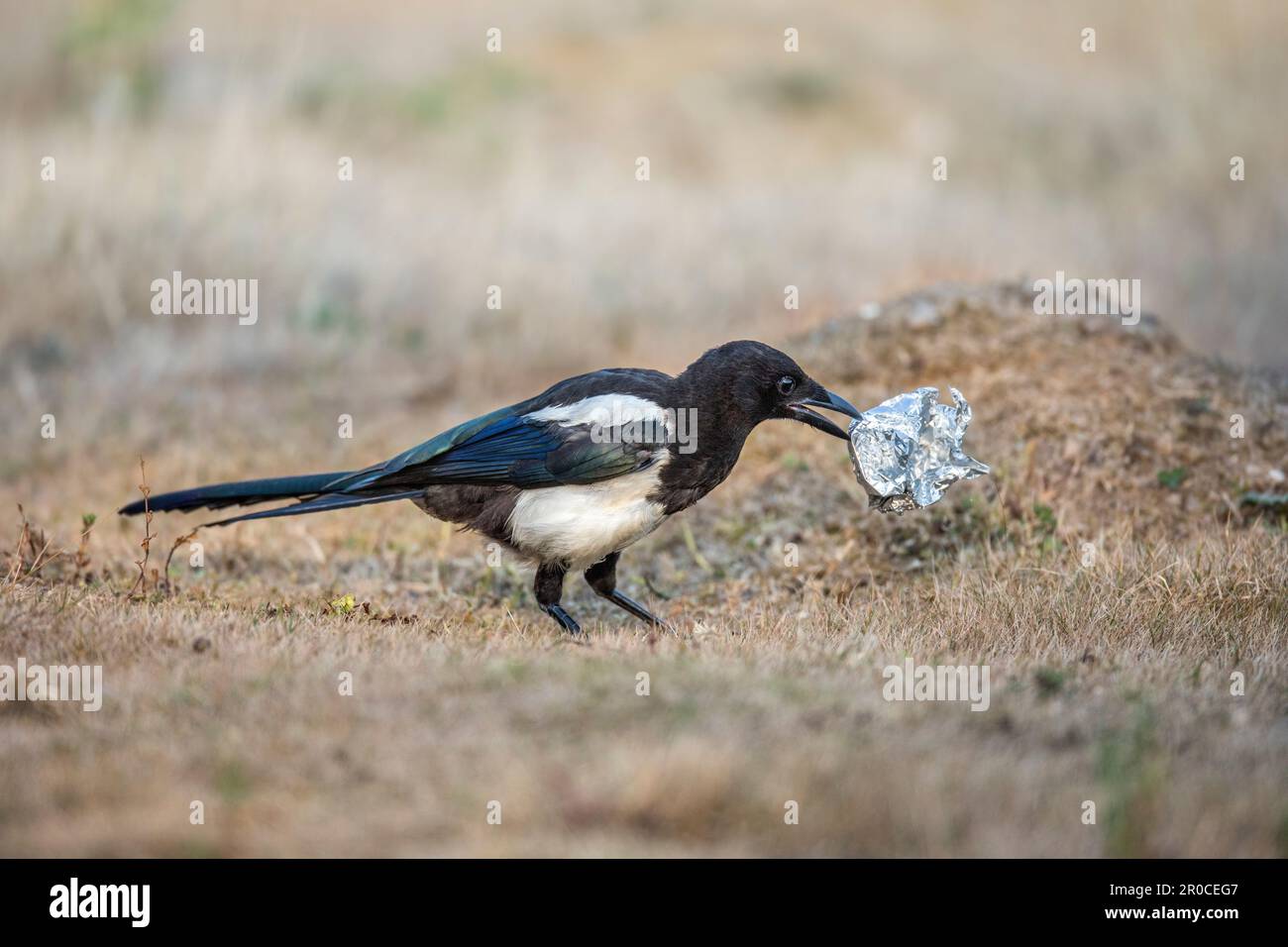 Magpie ; Pica pica ; collecte d'objets brillants ; Royaume-Uni Banque D'Images