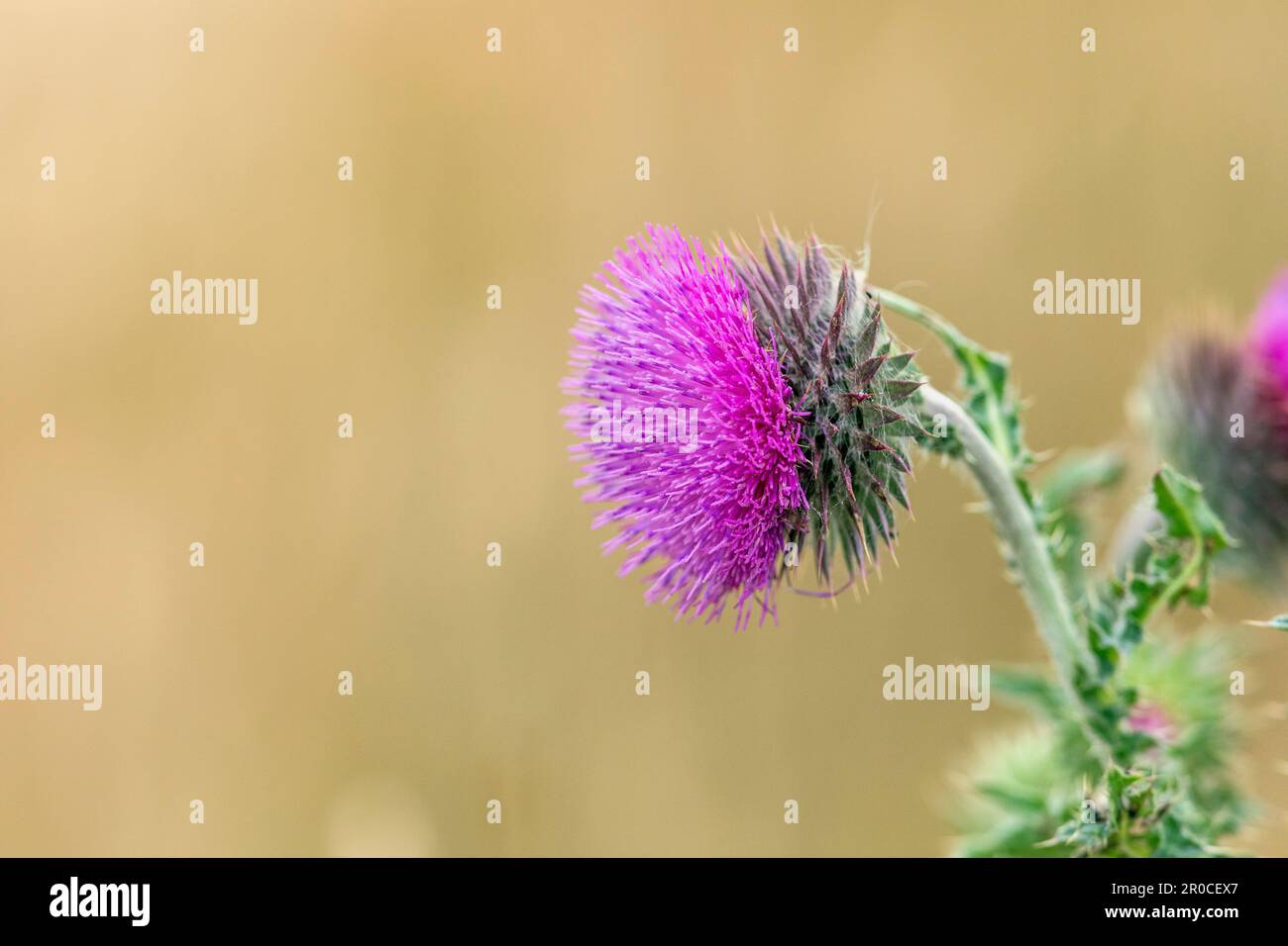 Thistle musc ; Carduus nutans ; Flower ; Royaume-Uni Banque D'Images