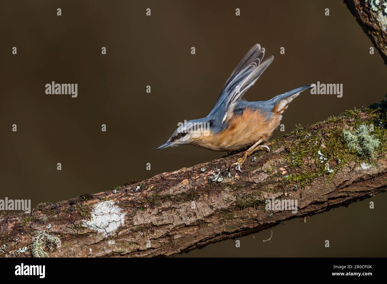 Nuthatch ; Sitta europaea ; on Log Wings Raeed ; Royaume-Uni Banque D'Images