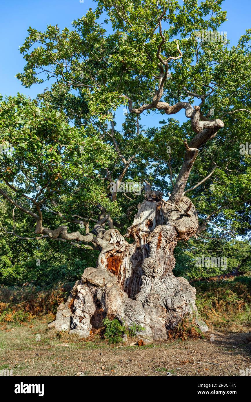 Chêne ; Quercus robur ; Ancient Tree ; Leicestershire ; Royaume-Uni Banque D'Images