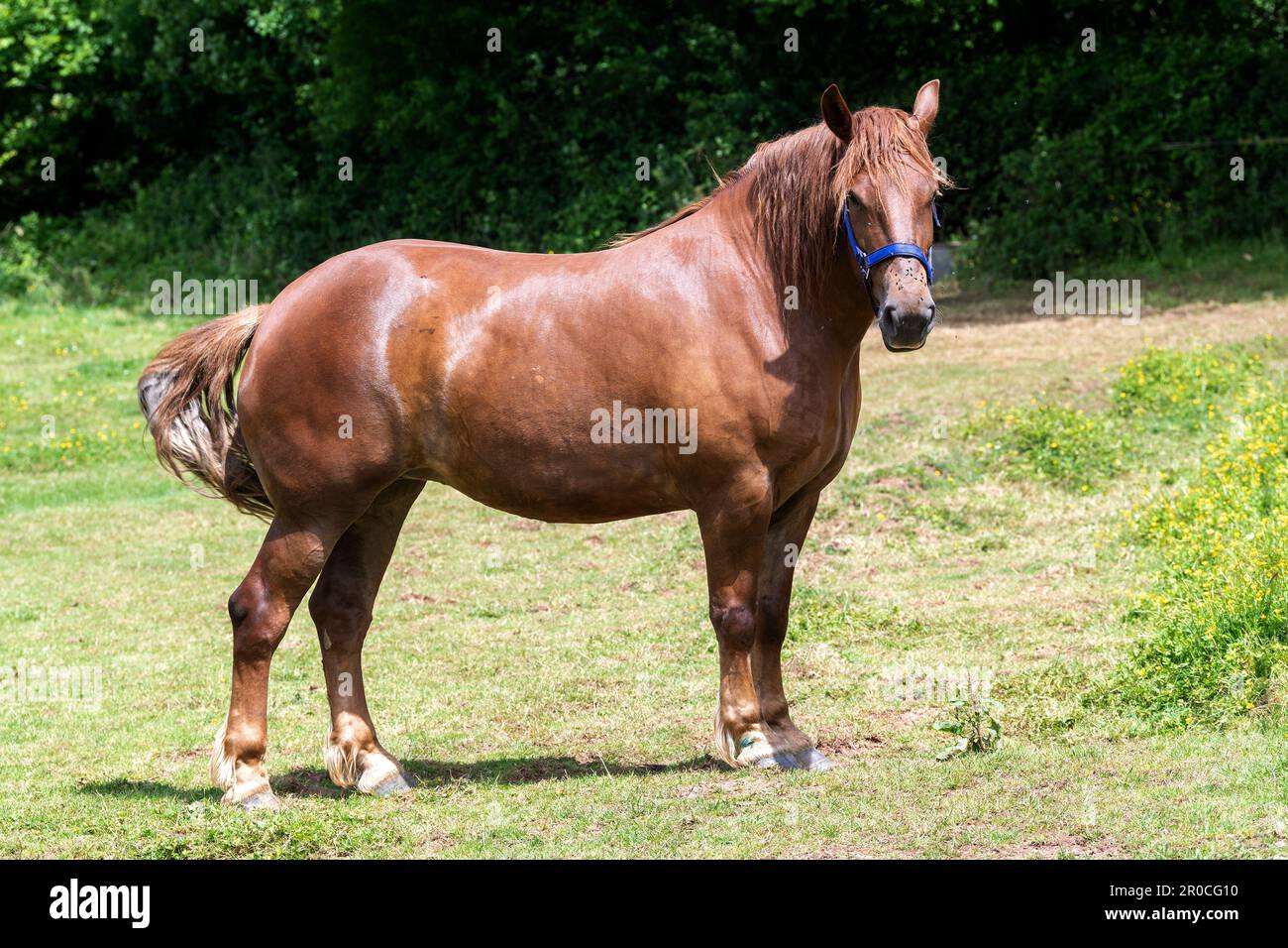 Un cheval de chasse au Suffolk Punch, une race rare de cheval de travail. Somerset, Royaume-Uni. Banque D'Images Un cheval de chasse au Suffolk Punch, une race rare de cheval de travail. Somerset, Royaume-Uni. Banque D'Images