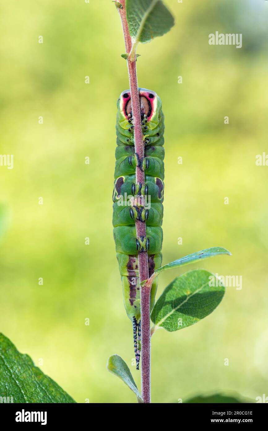 Puss Moth ; Cerura Vinula ; larve on Willow ; Royaume-Uni Banque D'Images