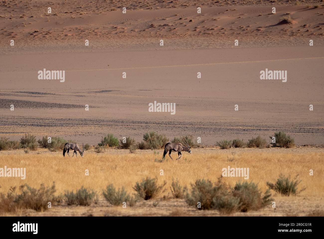 Les dunes de sable rouge, Sossusvlei, parc national Namib-Naukluft, Namibie. La couleur rouge est une indication de l'âge de cette dune causée par le Banque D'Images