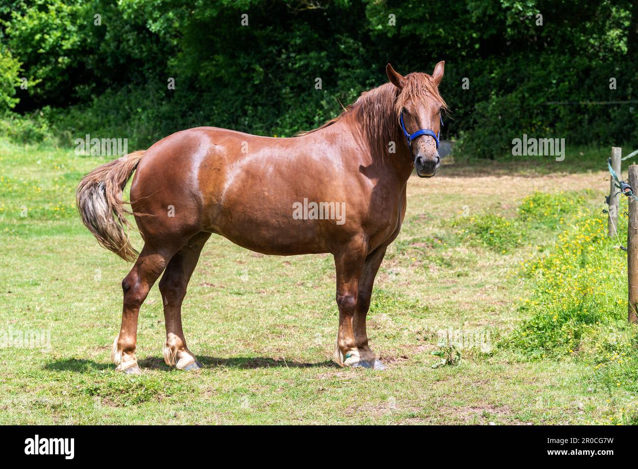 Un cheval de chasse au Suffolk Punch, une race rare de cheval de travail. Somerset, Royaume-Uni. Banque D'Images Un cheval de chasse au Suffolk Punch, une race rare de cheval de travail. Somerset, Royaume-Uni. Banque D'Images