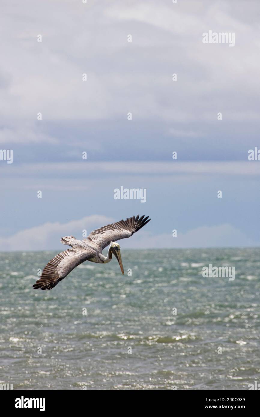 On trouve des pélicans bruns (Pelecanus occidentalis) sur les côtes des Amériques, à partir du golfe du Mexique vers le nord. Il atteint des hauteurs d'environ 1,3 Banque D'Images