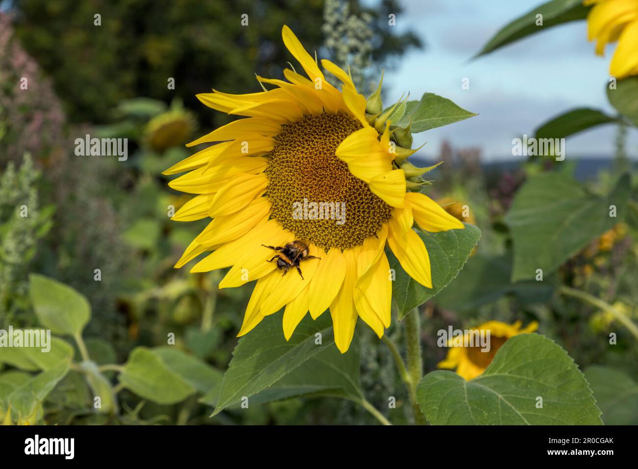 Tournesol ; avec Bumble Bee ; Royaume-Uni Banque D'Images