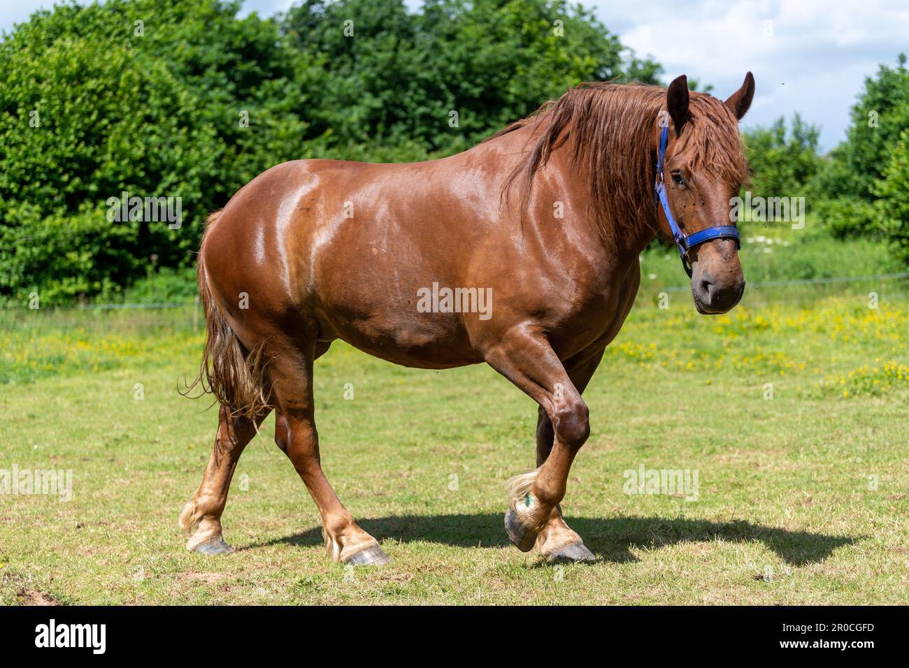Un cheval de chasse au Suffolk Punch, une race rare de cheval de travail. Somerset, Royaume-Uni. Banque D'Images Un cheval de chasse au Suffolk Punch, une race rare de cheval de travail. Somerset, Royaume-Uni. Banque D'Images