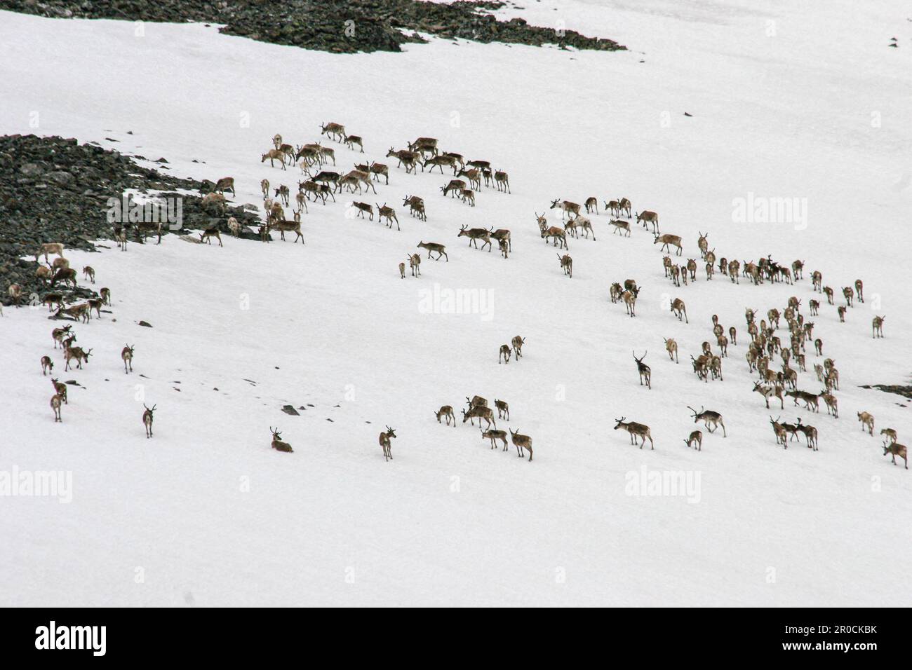 Renne, caribou (Rangifer tarandus), troupeau qui marche au-dessus d'un champ de neige, Norvège, photographié en juillet Banque D'Images