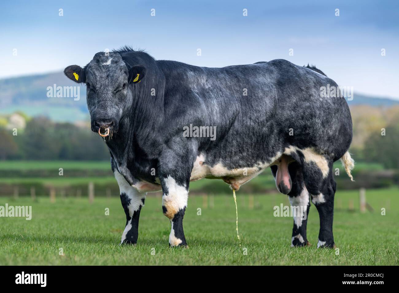 Taureau bleu britannique sur le terrain. British Blues est une race de bœuf musclé double originaire de Belgique. Banque D'Images