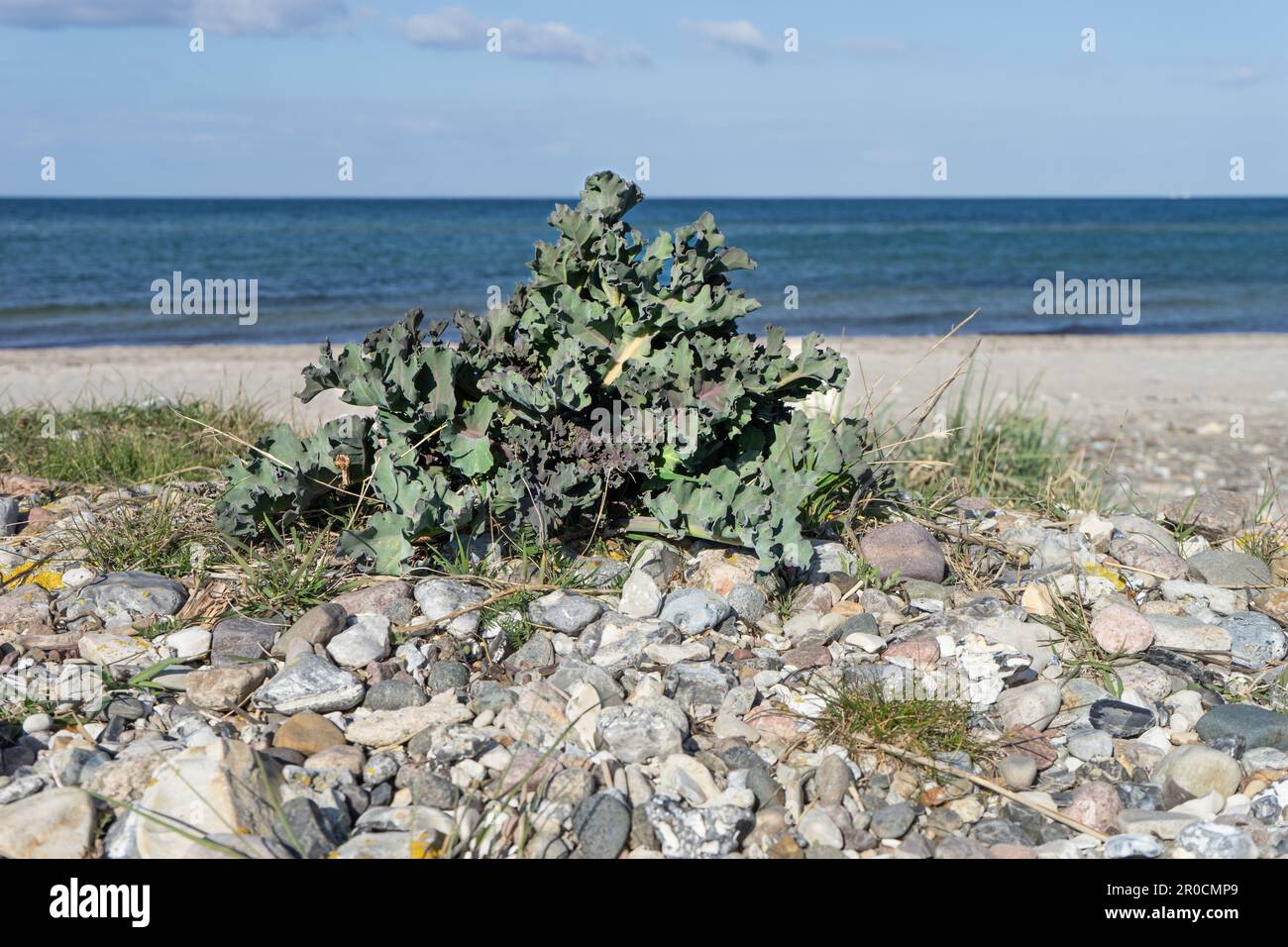 La mer kale sur la plage de la mer Baltique Banque D'Images