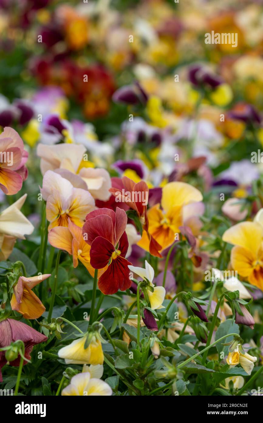 Fleurs de Naturtium (Tropaeolum malus) délicieuses fleurs comestibles (feuilles aussi) dans un potager - photo de stock Banque D'Images