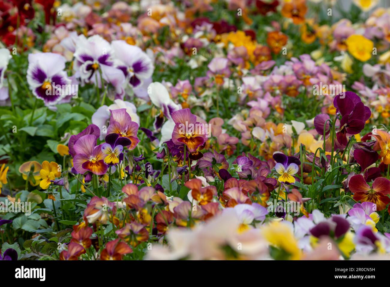 Fleurs de Naturtium (Tropaeolum malus) délicieuses fleurs comestibles (feuilles aussi) dans un potager - photo de stock Banque D'Images