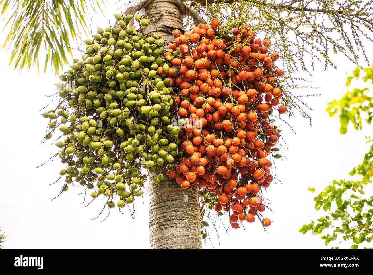 Fairchild Tropical Botanic Garden, Miami, Floride - Borassus aethioeum, un palmier agroforestier socio-économique important en Afrique. Banque D'Images