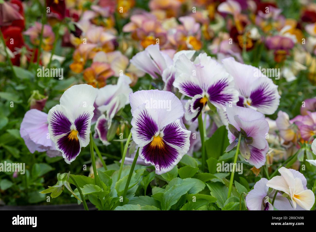 Fleurs de Naturtium (Tropaeolum malus) délicieuses fleurs comestibles (feuilles aussi) dans un potager - photo de stock Banque D'Images