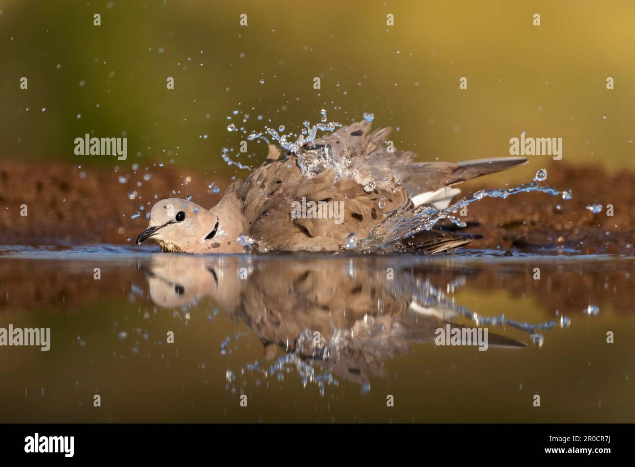 Baignade de la colombe de la tortue du Cap (Streptopelia capicola), réserve de gibier de Zimanga. KwaZulu-Natal, Afrique du Sud Banque D'Images