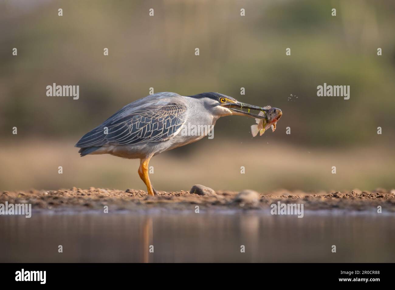 Héron strié (Butorides striata) avec poisson, réserve de gibier de Zimanga, KwaZulu-Natal, Afrique du Sud Banque D'Images