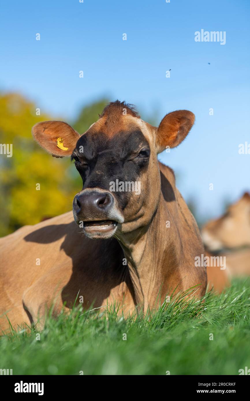Les vaches laitières de Jersey se sont assises dans un pâturage luxuriant, Carlisle, Cumbria, Royaume-Uni. Banque D'Images