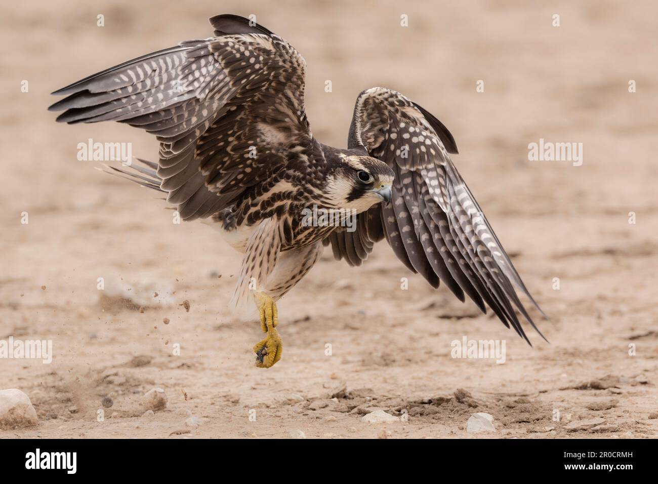 lanner falcon (Falco biarmicus), parc transfrontier de Kgalagadi, Cap Nord, Afrique du Sud Banque D'Images