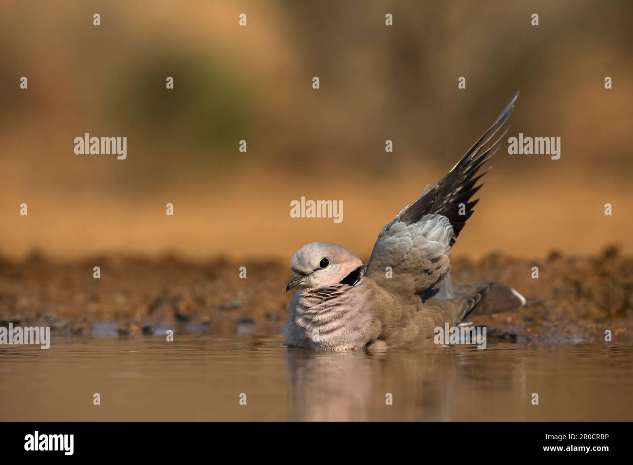Baignade de la colombe de la tortue du Cap (Streptopelia capicola), réserve de gibier de Zimanga. KwaZulu-Natal, Afrique du Sud Banque D'Images