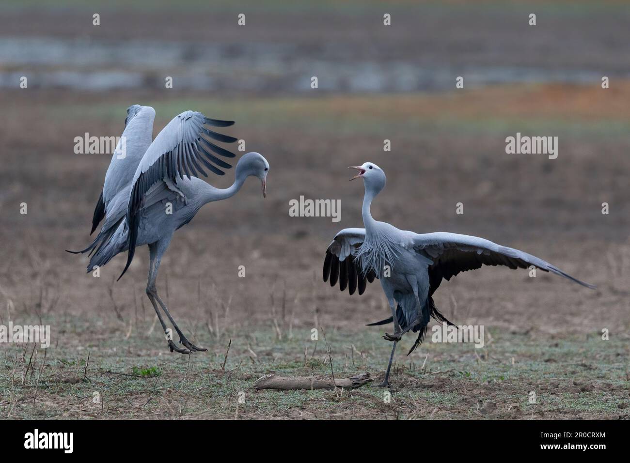 Grue bleue (Grus paradisea) danse en formation de paires, parc national de Mountain Zebra, Afrique du Sud Banque D'Images