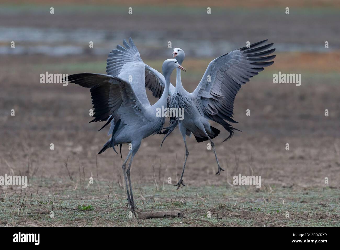 Grue bleue (Grus paradisea) danse en formation de paires, parc national de Mountain Zebra, Afrique du Sud Banque D'Images