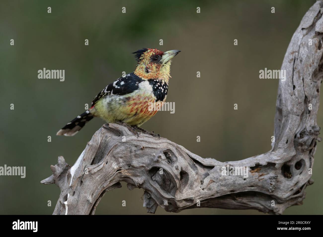 Barbet à crête (Trachyphonus vaillantii), réserve de gibier de Zimanga. KwaZulu-Natal, Afrique du Sud Banque D'Images