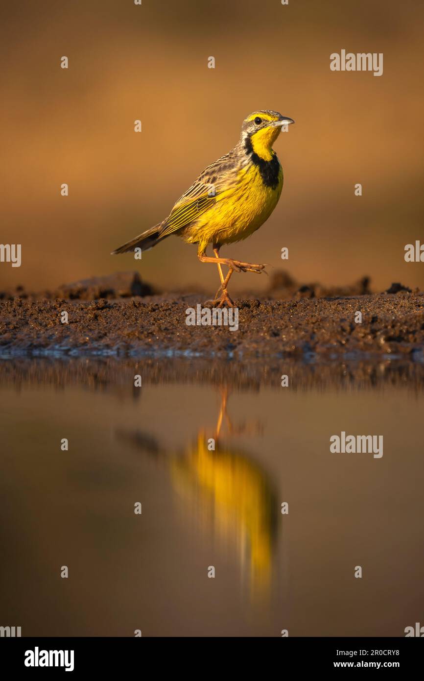 Palangre à gorge jaune (Macronyx croceus), réserve de gibier de Zimanga, KwaZulu-Natal, Afrique du Sud Banque D'Images