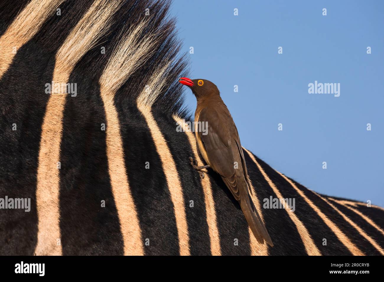 Boeufs à bec rouge (Buphagus erythrorynchus) sur zébra (Equus quagga), réserve de gibier de Zimanga, KwaZulu-Natal, Afrique du Sud Banque D'Images