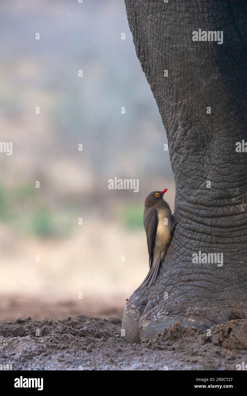 Boeufs à bec rouge (Buphagus erythrorynchus) sur le rhinocéros blanc (Ceratotherium simum), réserve de gibier de Zimanga, KwaZulu-Natal, Afrique du Sud Banque D'Images