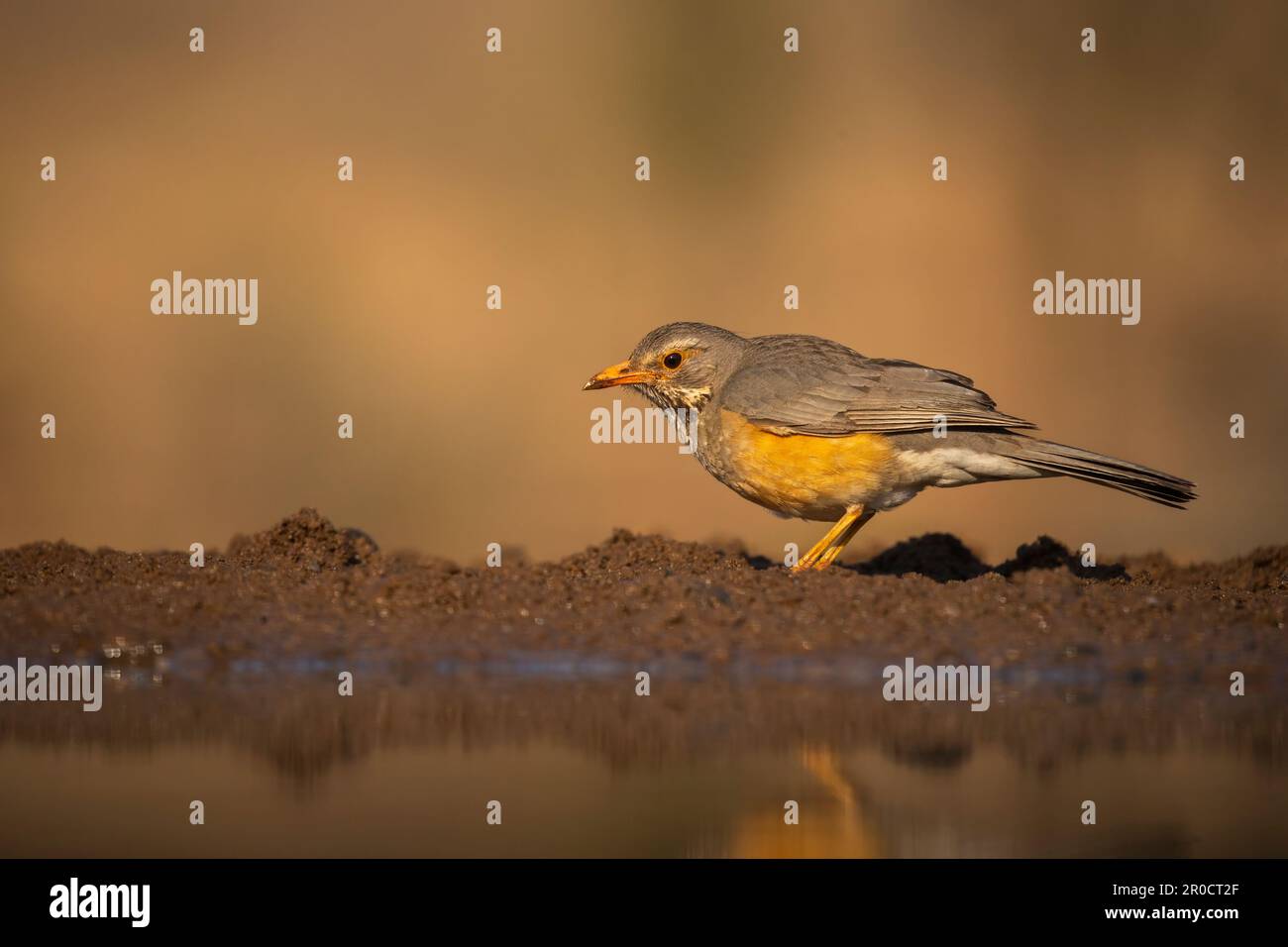 Muguet de Kurriphane (Turdus libonyana), réserve de gibier de Zimanga. KwaZulu-Natal, Afrique du Sud Banque D'Images