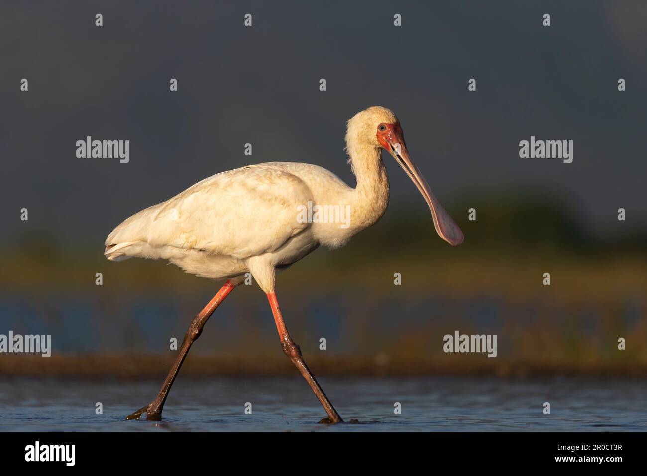 Afro-Spoonbill (Platalea alba), réserve de gibier de Zimanga, KwaZulu-Natal, Afrique du Sud Banque D'Images
