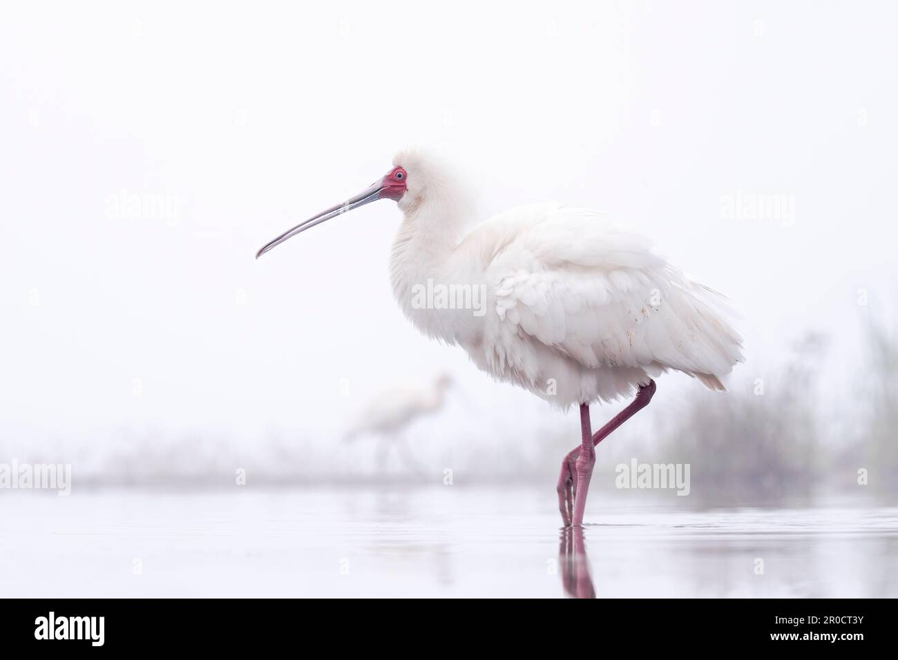 Afro-Spoonbill (Platalea alba), réserve de gibier de Zimanga, KwaZulu-Natal, Afrique du Sud Banque D'Images