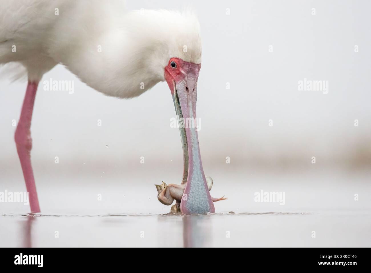 Cupule africaine (Platalea alba) avec grenouille, réserve de gibier de Zimanga, KwaZulu-Natal, Afrique du Sud Banque D'Images