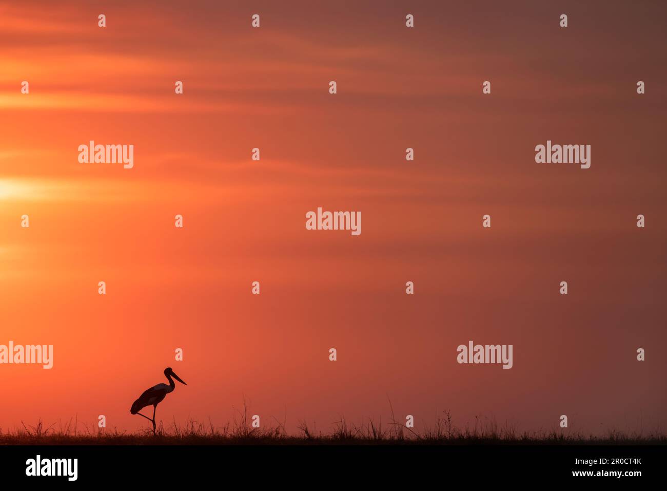 Cigogne à bec de cheval (Ephippiorhynchus senegalensis) au coucher du soleil, parc national de Chobe, Botswana Banque D'Images