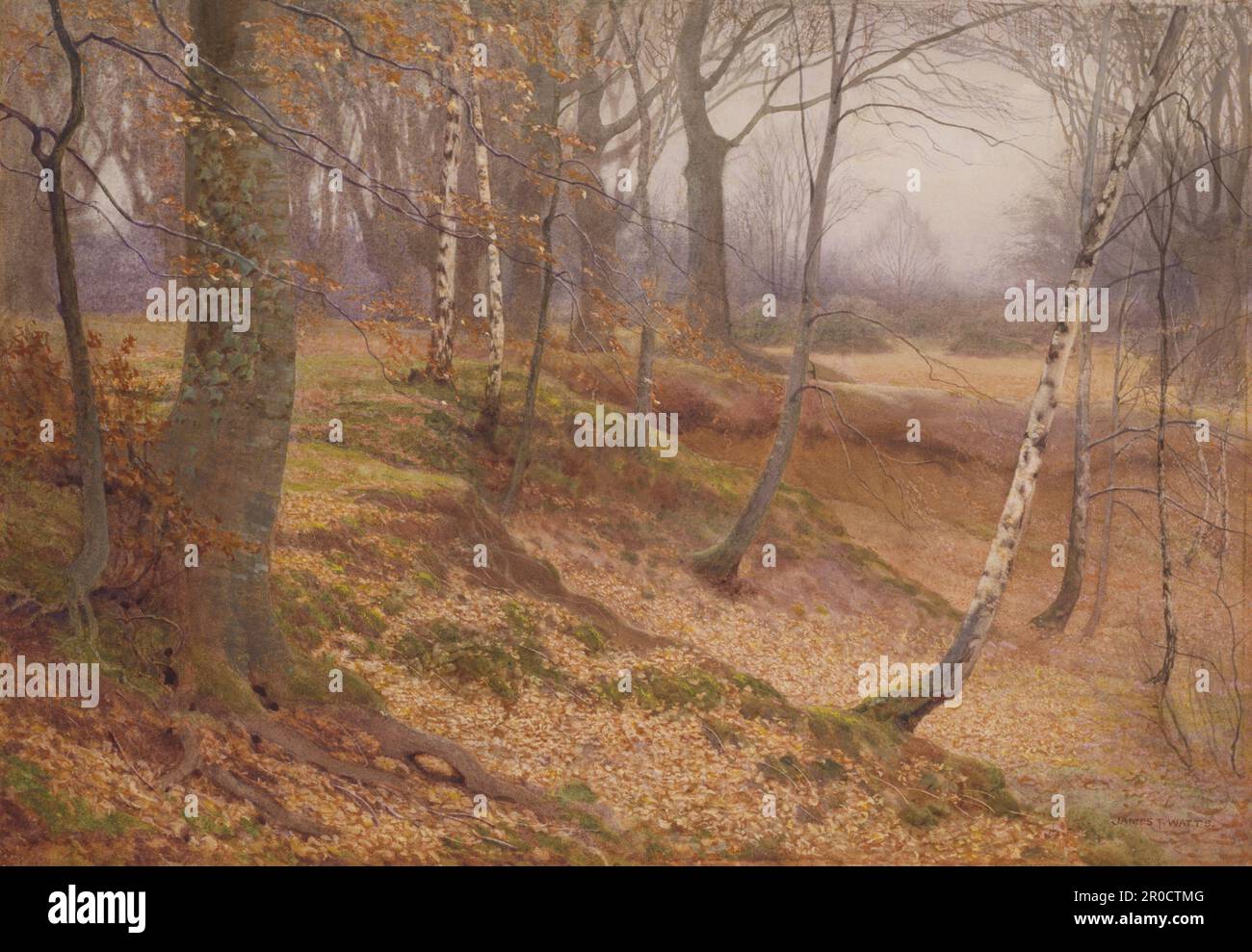 Bouleau argenté et Bois de hêtre en automne [non daté]. James T. Watts (d. 1930) Banque D'Images