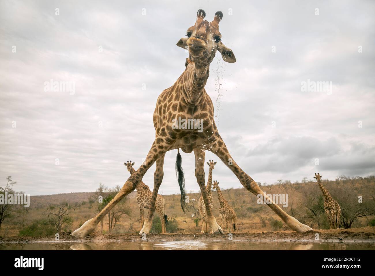 Girafe (Giraffa camelopardalis) boire, Zimanga game reserve, KwaZulu-Natal, Afrique du Sud Banque D'Images