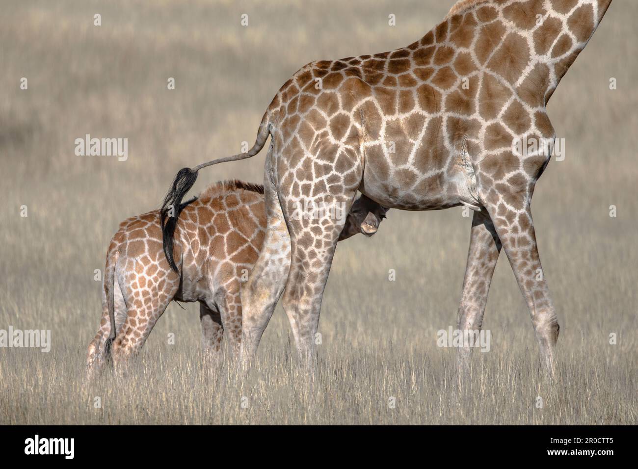 Girafe (Giraffa camelopalis) veau, parc transfrontier de Kgalagadi, Cap Nord, Afrique du Sud Banque D'Images