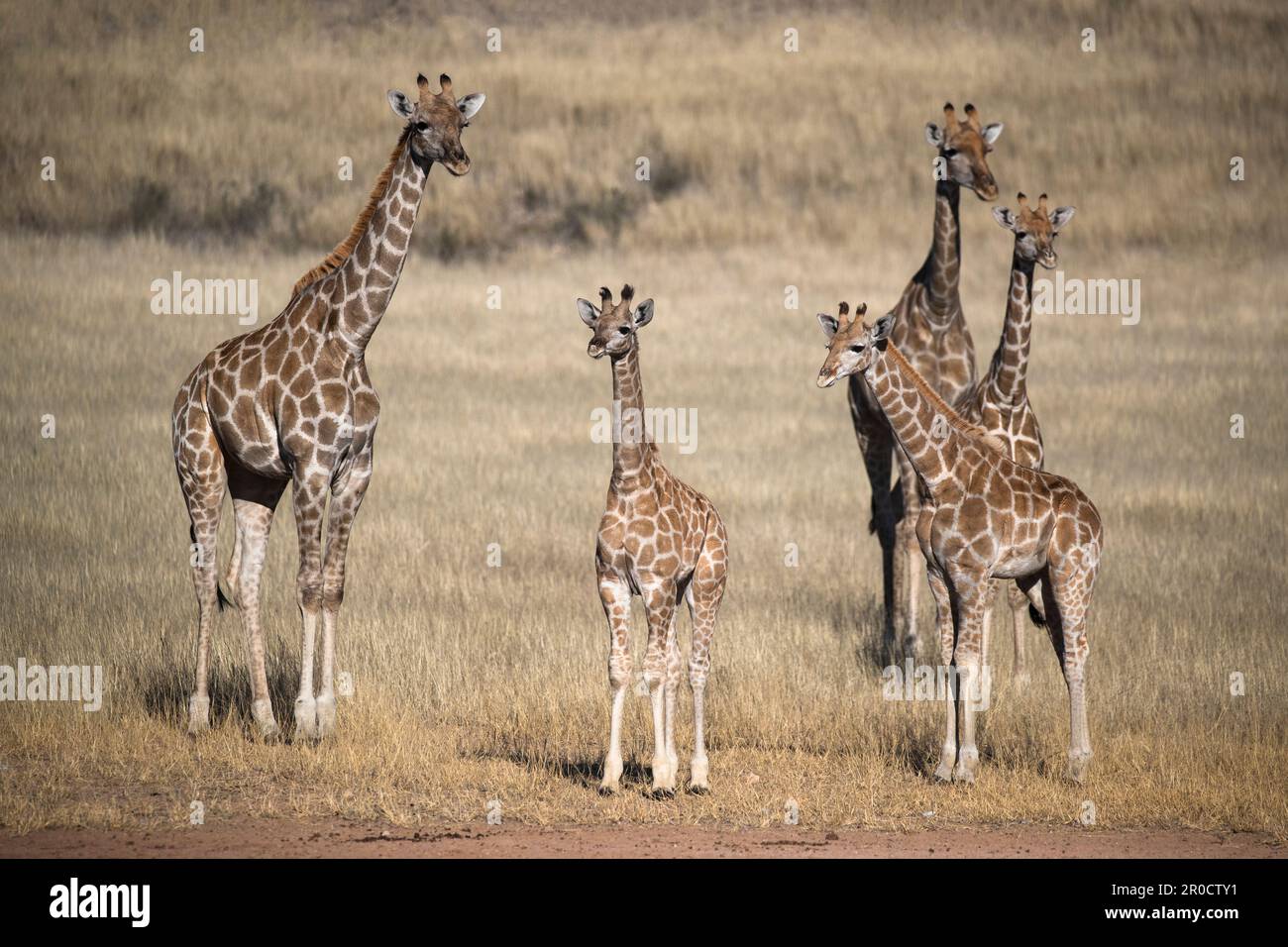 Girafes (Giraffa camelopardalis), parc transfrontier de Kgalagadi, Cap Nord, Afrique du Sud Banque D'Images