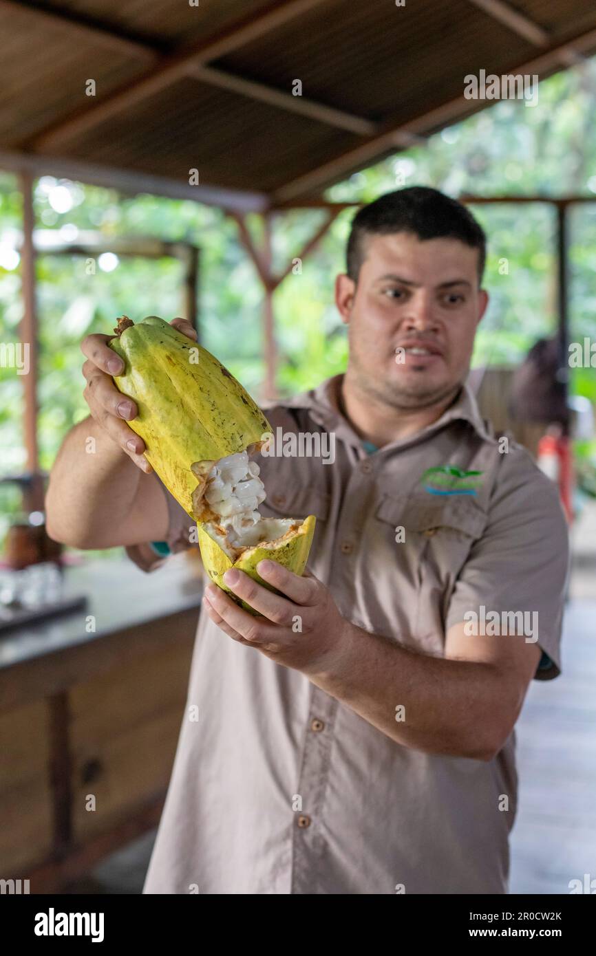 La Virgen, Costa Rica - les visiteurs de la station de recherche Tirimbina apprennent à connaître la plante de cacao et comment le chocolat est fait à partir de fèves de cacao. Un guide touristique Banque D'Images