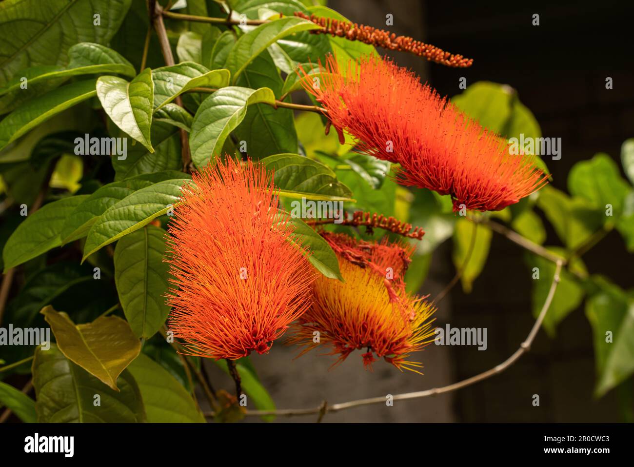 Jardin botanique tropical Fairchild - Calliandra haematocephala ‘Nana’ ou poudre rouge nain Banque D'Images