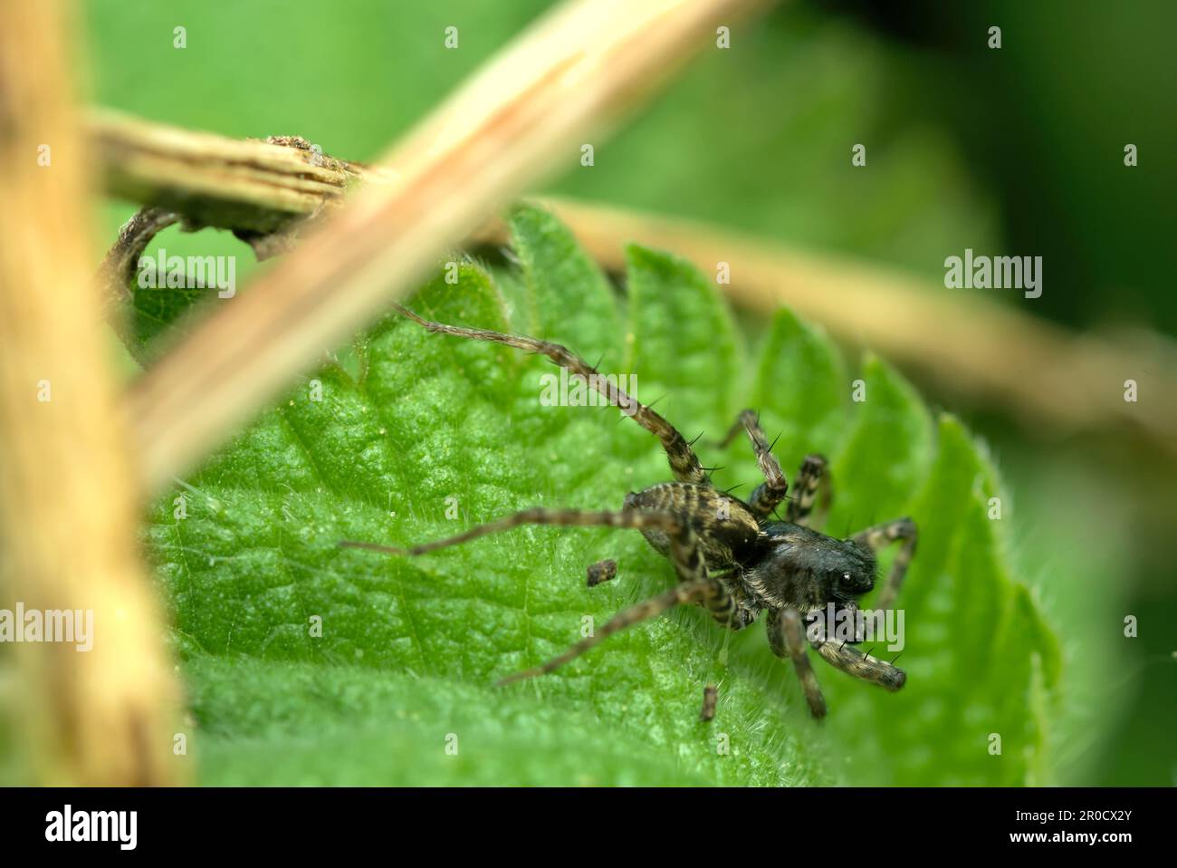 Araignée de loup (Pardosa cf. Hortensis) sur une feuille, qui se cache pour les proies, les araignées, la macrophotographie, la nature, biodiversité, faune Banque D'Images