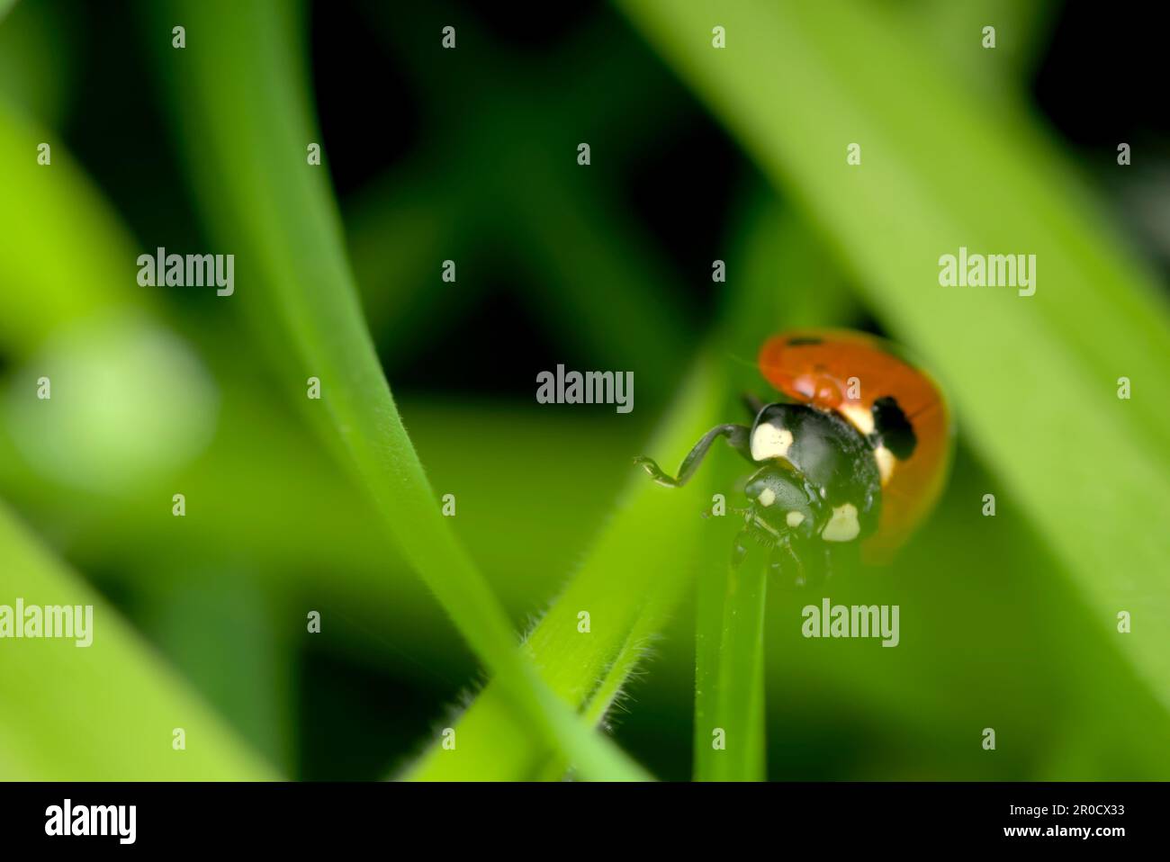 Coccinella septempunctata (coccinella septempunctata) rampant sur une feuille, équilibrant, faisant face à la caméra, insectes, coléoptère, macrophotographie, biodiversité Banque D'Images