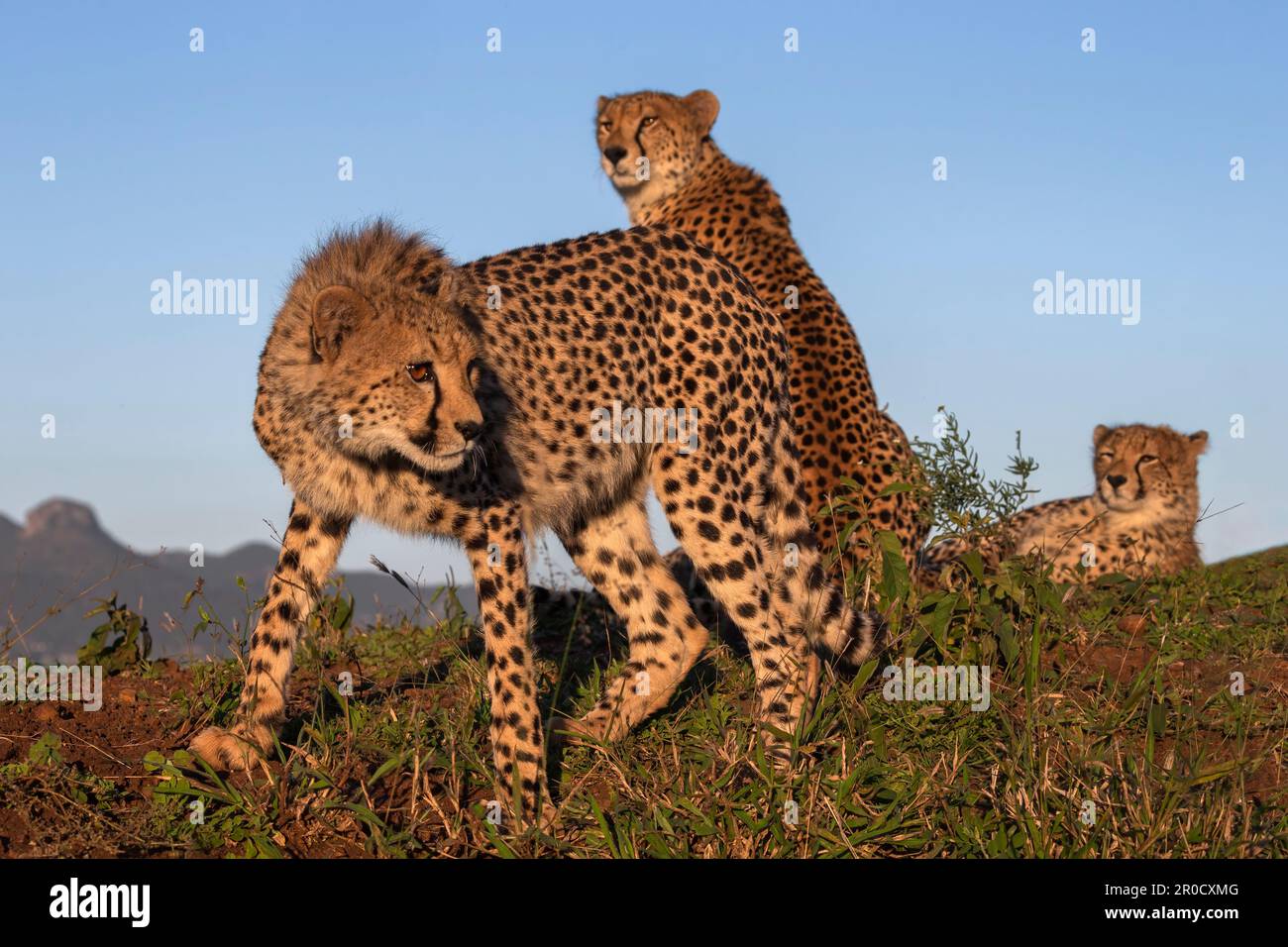 Cheetah (Acinonyx jubatus). Réserve de gibier privée Zimanga, KwaZulu-Natal, Afrique du Sud Banque D'Images