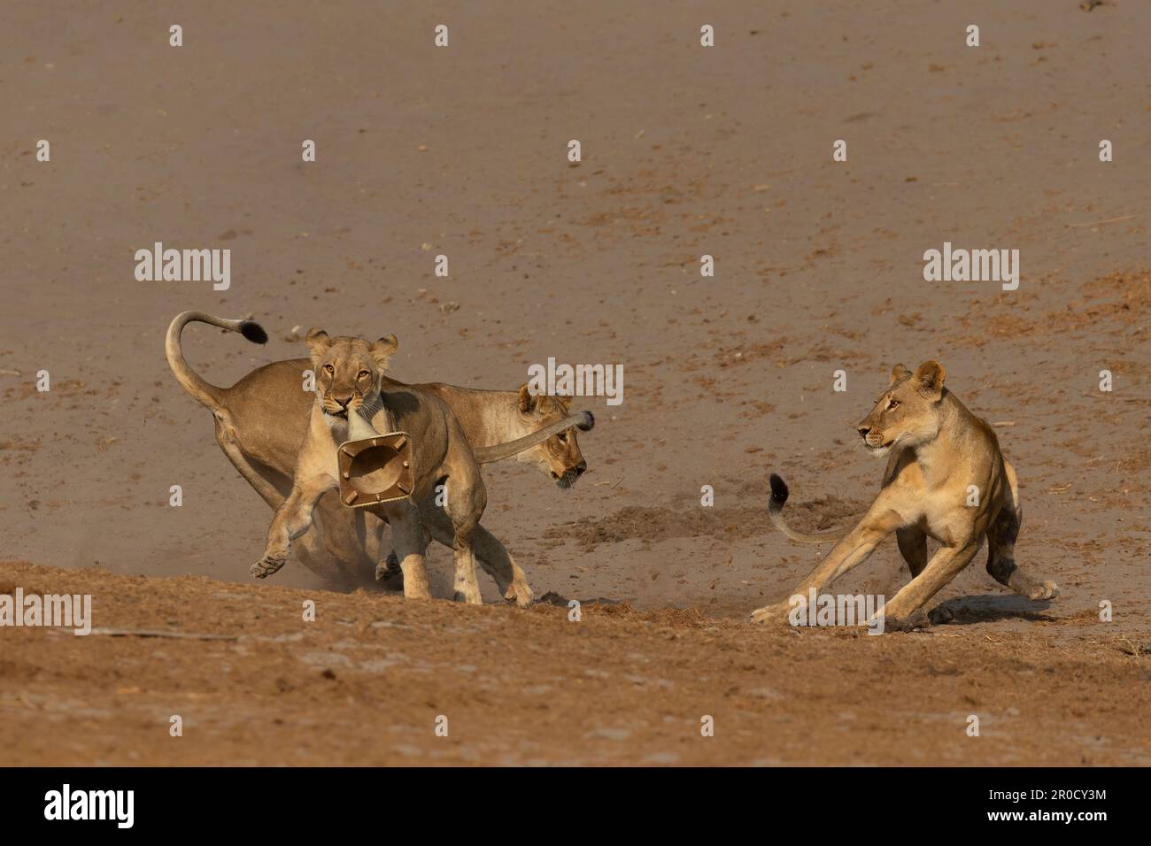 Lions (Panthera leo) jouant avec le cône de circulation, parc national de Chobe, Botswana Banque D'Images